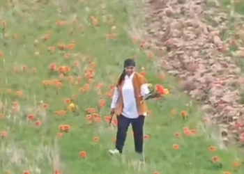 Цветы Туркестанская область