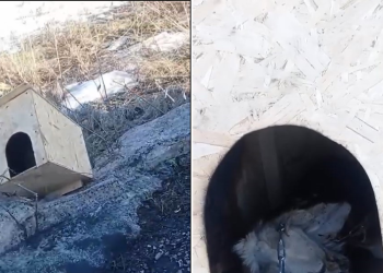 собаку сожгли в ВКО