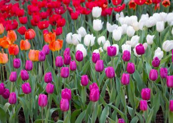 тюльпаны