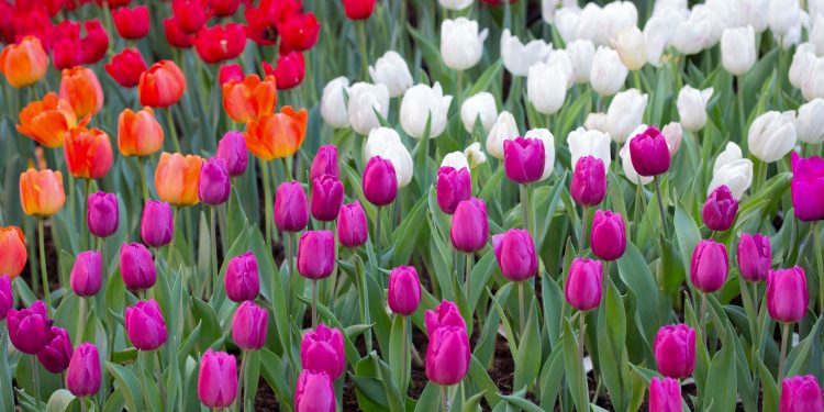 тюльпаны