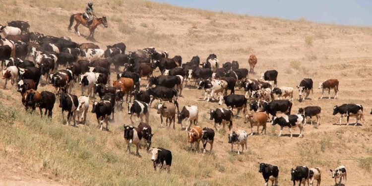 выпас скота