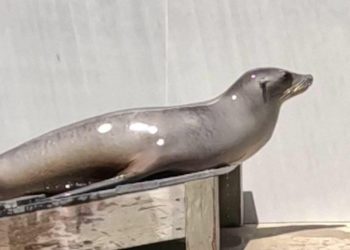 морской лев