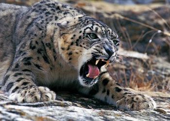 Снежный барс теперь будет “защищать” данные казахстанцев