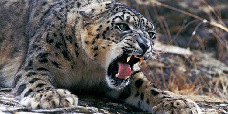 Снежный барс теперь будет “защищать” данные казахстанцев