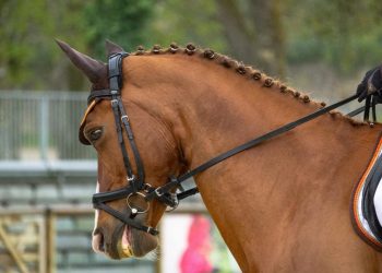 В больницу с переломами попал мальчик после катания на лошади