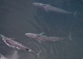 Китов выбросило на берег в Японии после землетрясения на Камчатке