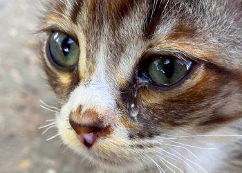 Заморозила кошку и хотела расчленить: в Риддере задержали несовершеннолетнюю