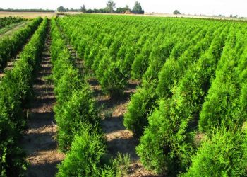 Крупный лесной питомник собираются создать в Алматы