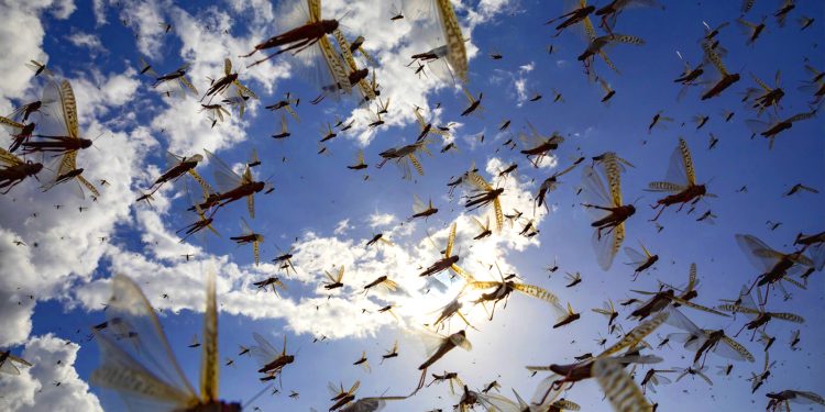 Чёрное небо из насекомых: рои саранчи надвигаются из России в Казахстан