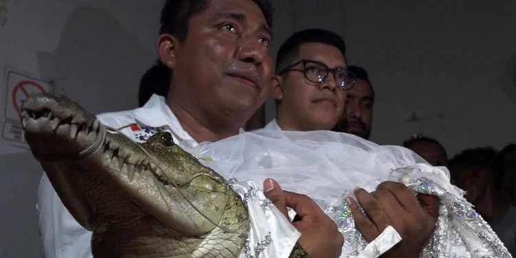 Свадьбу с кайманом сыграл чиновник в Мексике