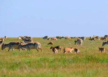 Отстрел сайгаков начался на западе Казахстана