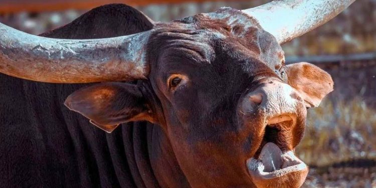 В Казахстане выберут лучшего… быка