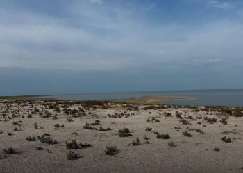 Массовую гибель птиц зафиксировали в резервате “Акжайык”