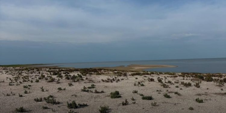 Массовую гибель птиц зафиксировали в резервате “Акжайык”