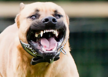 Собаки едва не разорвали 10-летнего ребёнка в Алматинской области