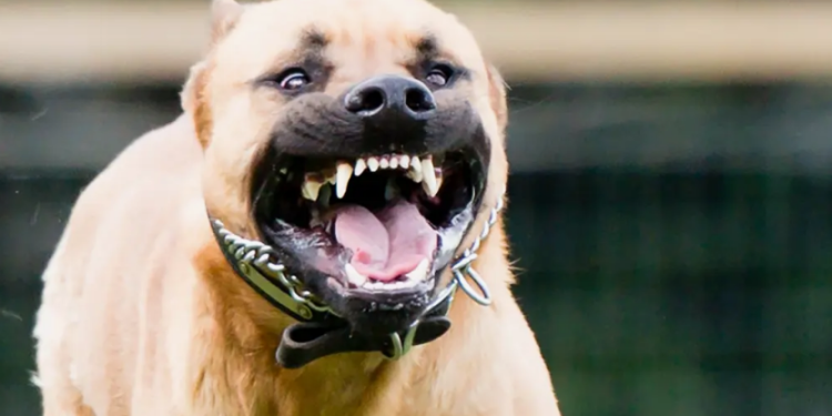 Собаки едва не разорвали 10-летнего ребёнка в Алматинской области