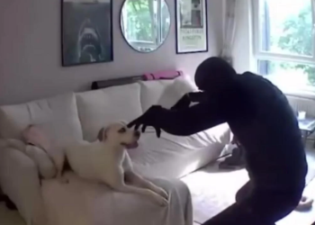 Пёс подружился с вором, который ограбил его дом