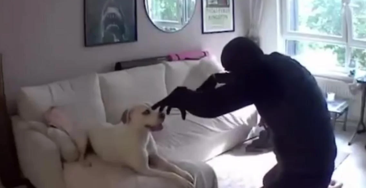 Пёс подружился с вором, который ограбил его дом