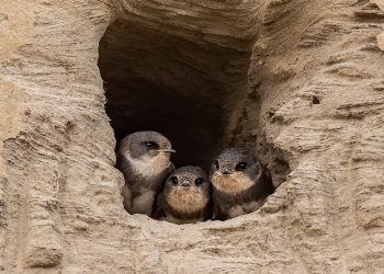 В ЗКО рабочий отказался закапывать гнёзда с ласточками