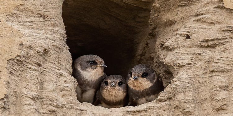 В ЗКО рабочий отказался закапывать гнёзда с ласточками