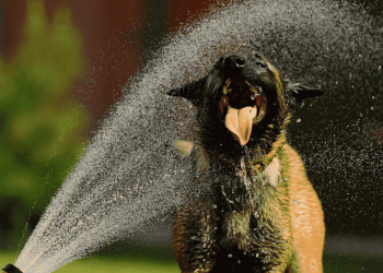 Сильная жара, дожди и град: какая будет погода на выходных