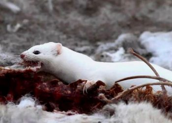 “Лютый хищник”: туристы сняли зверя на видео в горах Алматы