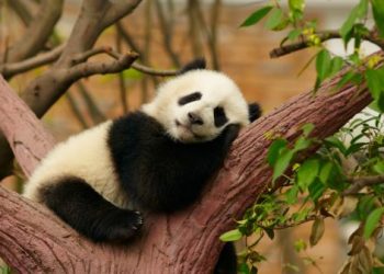 Как няни заботятся о пандах в Китае?