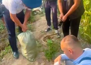 Кукурузное дело с запахом криминала: казахстанец нашёл хитрый способ спрятать коноплю