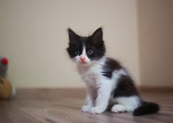 Котёнка в Мангистау оставили умирать в пакете на солнце