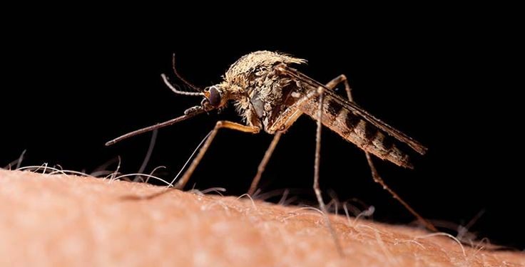 В Китае зафиксирована вспышка вируса чикунгунья, который передаётся через укусы комаров