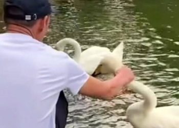 В Алматы задержан мужчина, поймавший лебедя за шею в Ботаническом саду