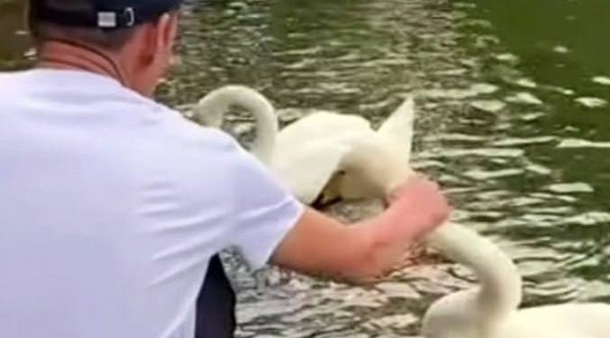 В Алматы задержан мужчина, поймавший лебедя за шею в Ботаническом саду