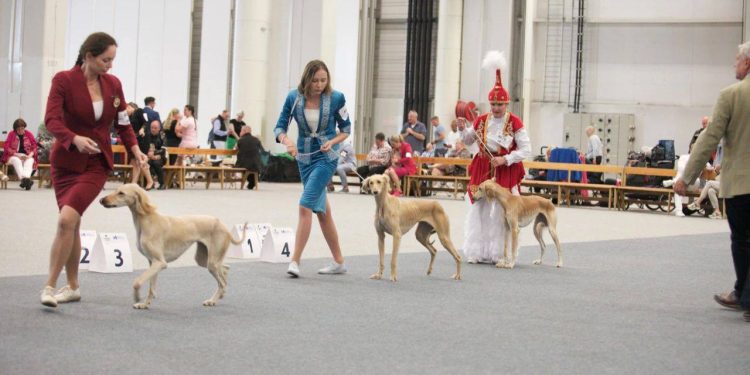 Казахская порода тазы дебютировала на Всемирной выставке собак WDS 2025