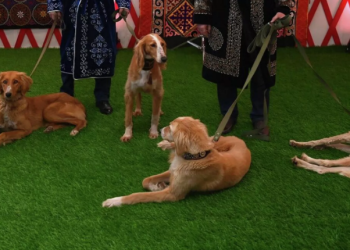 Президент поздравил Союз кинологов Казахстана за успешное выступление тазы