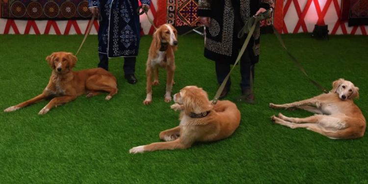 Президент поздравил Союз кинологов Казахстана за успешное выступление тазы