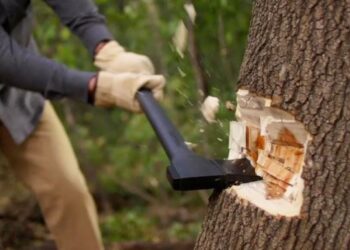 Жители Балхаша возмущены вырубкой многолетних деревьев в городском сквере (ВИДЕО)