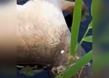 Более 100 туш сайгаков извлекли из реки в Актюбинской области