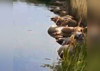 В Сети появилось ужасающее видео с сайгачьей мертвечиной