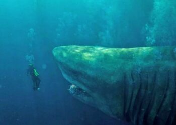 Если Мегалодон дожил бы до наших дней (ВИДЕО)