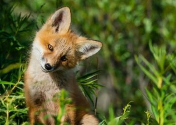 Важна каждая жизнь: костанайские спасатели вытащили дикого лисёнка из колодца