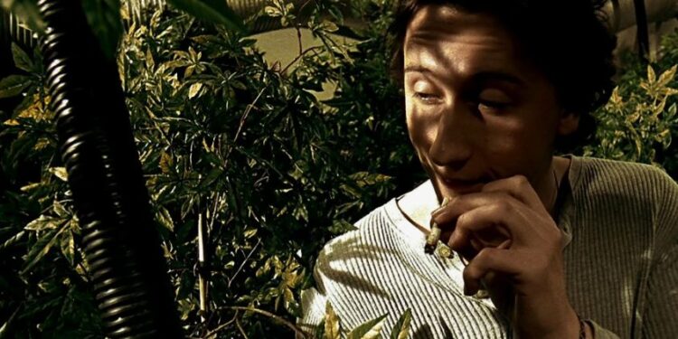 Организовал незаконную теплицу: «садовода» с коноплёй задержали в Шахтинске