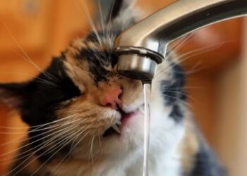 Тарифы на воду теперь на местах будут контролировать маслихаты