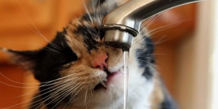 Тарифы на воду теперь на местах будут контролировать маслихаты