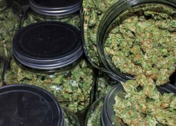 В Алматы раскрыли канал контрабанды наркотиков из США