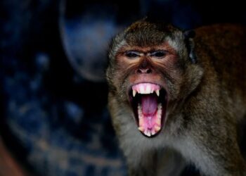 В США сбежала обезьяна, заражённая опасными вирусами (ВИДЕО)