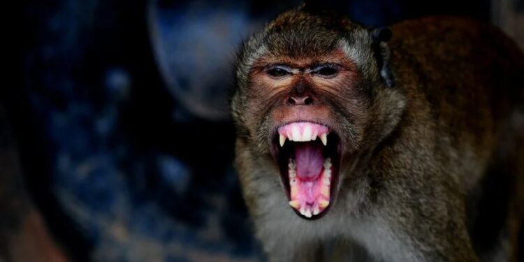 В США сбежала обезьяна, заражённая опасными вирусами (ВИДЕО)