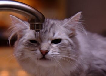 В Казахстане по-новому станут рассчитывать оплату воды. Как это будет работать?