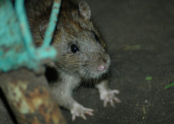 Нашествие крыс в Алматы: грызуны добираются даже до продуктовых точек (ВИДЕО)