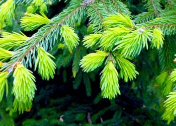 Забавное видео с теннисистами, сажающими ёлки, появилось в Сети