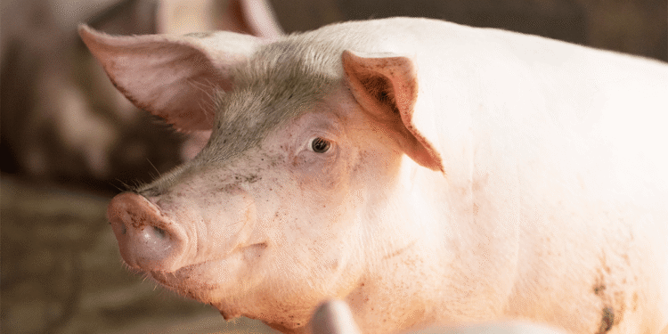 Человеку впервые пересадили часть печени свиньи в Китае